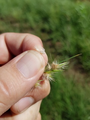 Rytidosperma tenuius