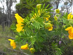 Senna aciphylla