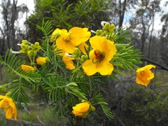 Senna aciphylla