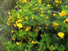 Senna aciphylla