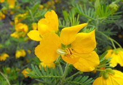 Senna aciphylla