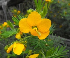 Senna aciphylla