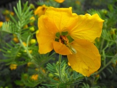 Senna aciphylla