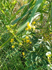 Senna barclayana