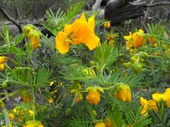 Senna aciphylla