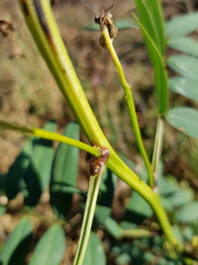 Senna barclayana