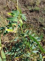 Senna barclayana
