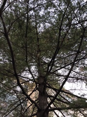 Pinus