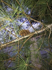 Pinus