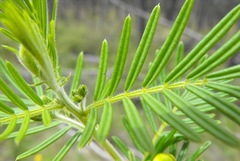 Senna aciphylla