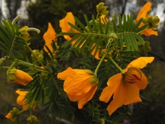 Senna aciphylla