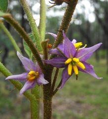 Solanum ellipticum
