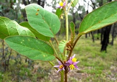 Solanum ellipticum
