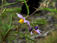 Solanum parvifolium