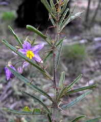 Solanum parvifolium
