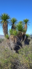 Yucca periculosa
