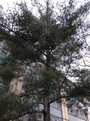 Pinus