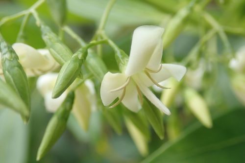 Image of Kraussia floribunda by no rights reserved