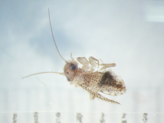 Hemipsocidae