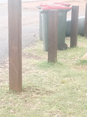 Stizoptera bichenovii