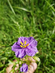 Solanum papaverifolium