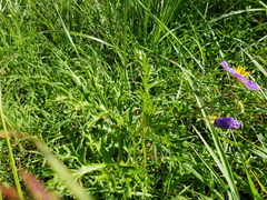 Solanum papaverifolium