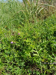 Solanum papaverifolium