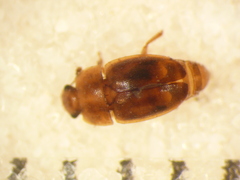 Epuraea imperialis