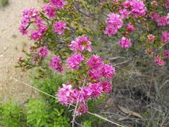 Homalocalyx polyandrus