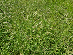 Urochloa mosambicensis