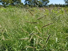 Urochloa mosambicensis