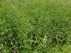 Urochloa mosambicensis
