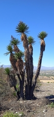 Yucca periculosa