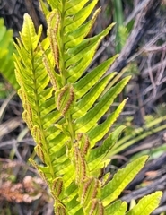 Polypodium pellucidum vulcanicum