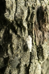 Crypsitricha stereota