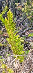 Polypodium pellucidum vulcanicum