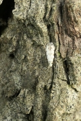 Crypsitricha stereota