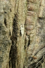 Crypsitricha stereota