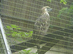 Pithecophaga jefferyi