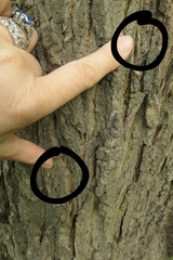 Crypsitricha stereota