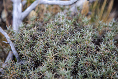 Anarthrophyllum desideratum