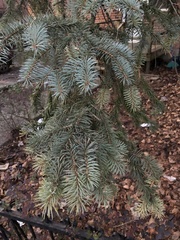 Picea