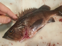 Sebastes variabilis