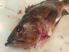 Sebastes variabilis