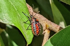 Phorbanta variabilis