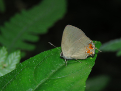 Calycopis cissusa