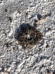 Pavocosa