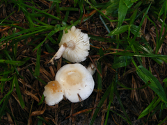 Zhuliangomyces subillinitus