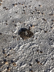 Pavocosa