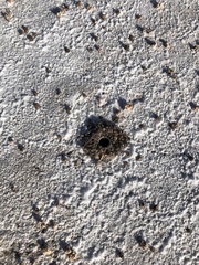 Pavocosa